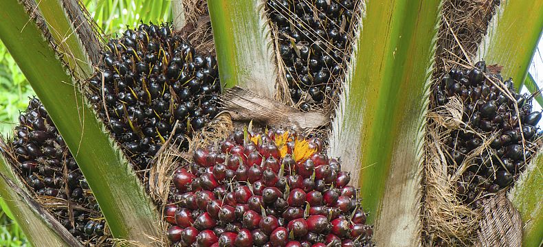 Palmový strom, na výrobu palmového oleje