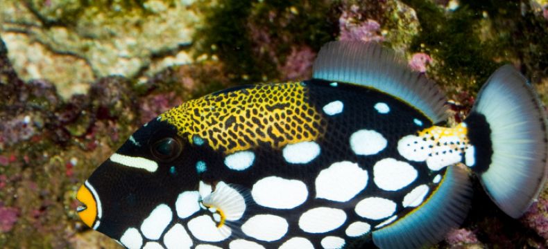 Na Havaji si pořizují akvária s ostencem běloskvrnným