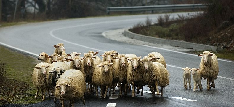 Sardinii se přezdívá "Ostrov pastýřů"