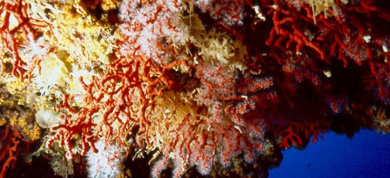 Korály - sardinské "červené zlato"