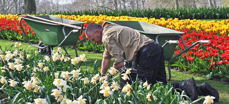 O tulipány se stará několik desítek zahradníků