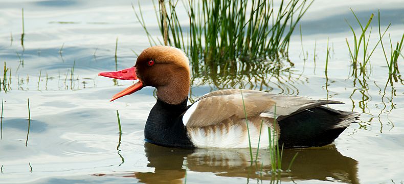 Neziderské jezero je ideálním místem k pozorování ptactva