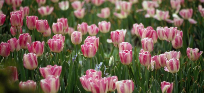 Holandsko....země tulipánů