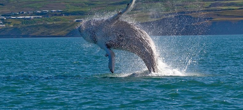 Na Islandu si užijte pozorování velryb