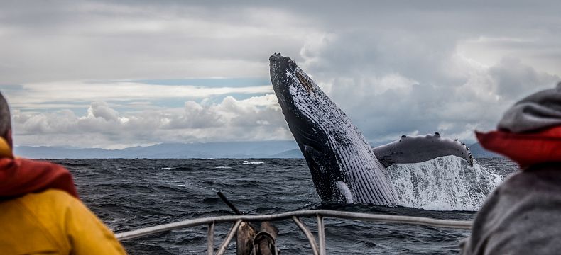 Pozorování velryb v Kanadě