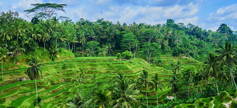 Terasovitá rýžová políčka na Bali