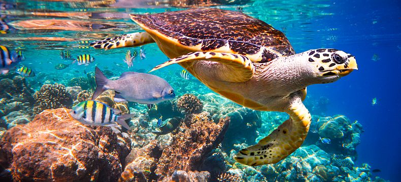 Těšte se na 5 druhů mořských želv