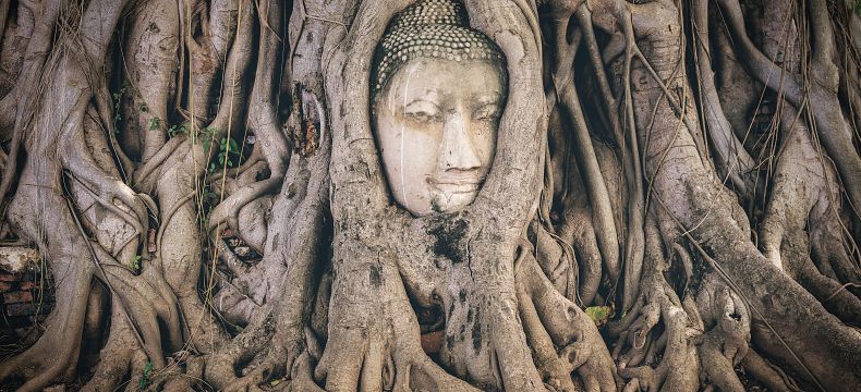 Buddhova hlava ve stromě
