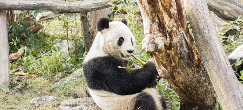 Vídeňská zoo jako jediná chová pandy 