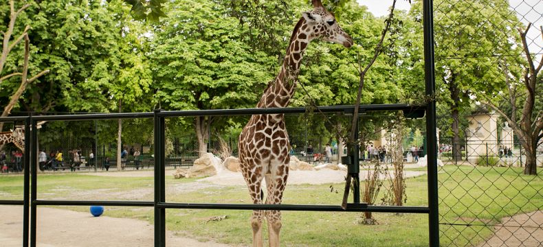 Žirafy ve vídeňské zoo 