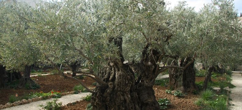 Nejstarší olivovníky v Getsemanské zahradě