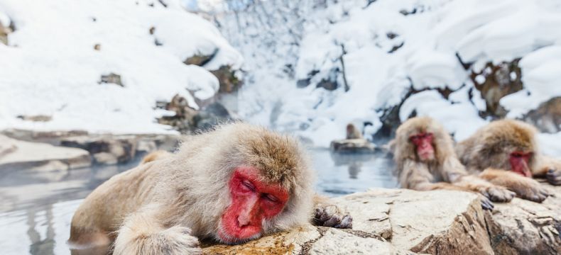 Opičí lázně ve sněžném parku Jigokudani Yaenkoen stojí za návštěvu
