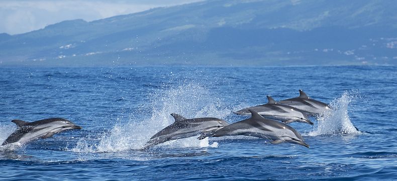 Užijte si plavbu s delfíny či velrybami
