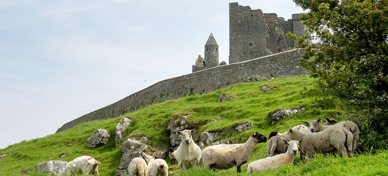 I zde potkáte všudepřítomné irské ovečky