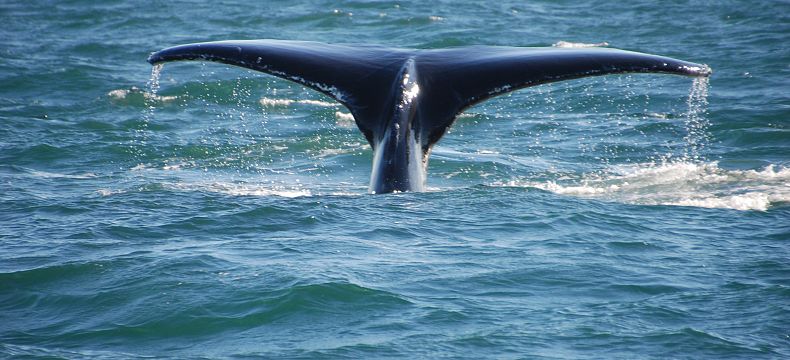 Pozorování velryb je nádherný zážitek