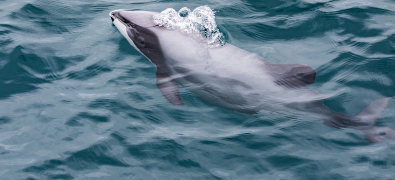Hector’s dolphin