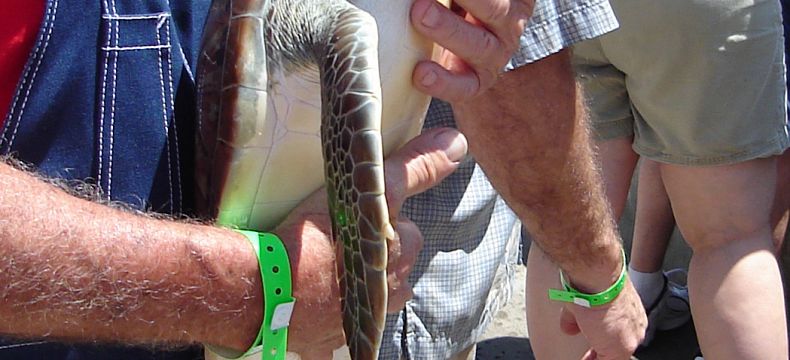 Želví farma na Kajmanských ostrovech