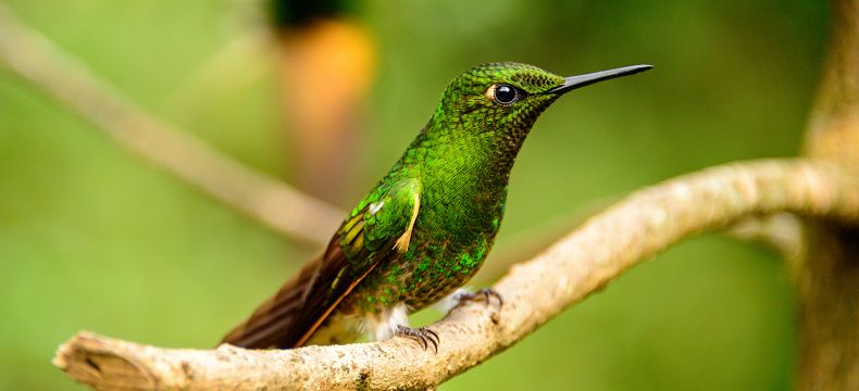Roztomilý kolibřík