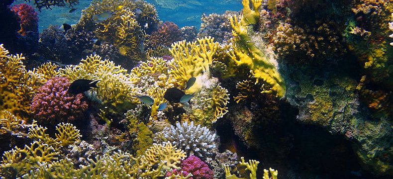Korálové útesy při potápění
