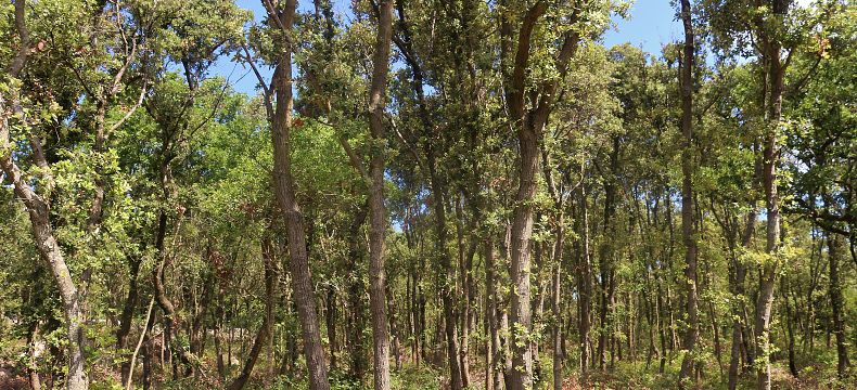 Lesní rezervace Dundo