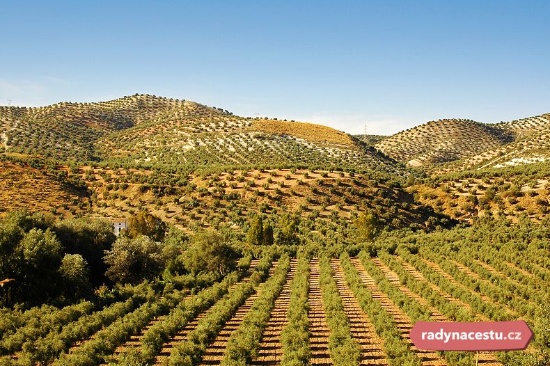 Olivové háje v Andalusii