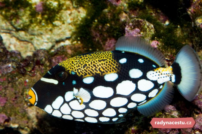 Na Havaji si pořizují akvária s ostencem běloskvrnným