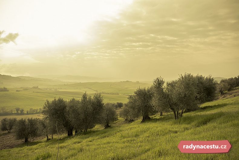 Olivové háje jsou pro Středomoří typické