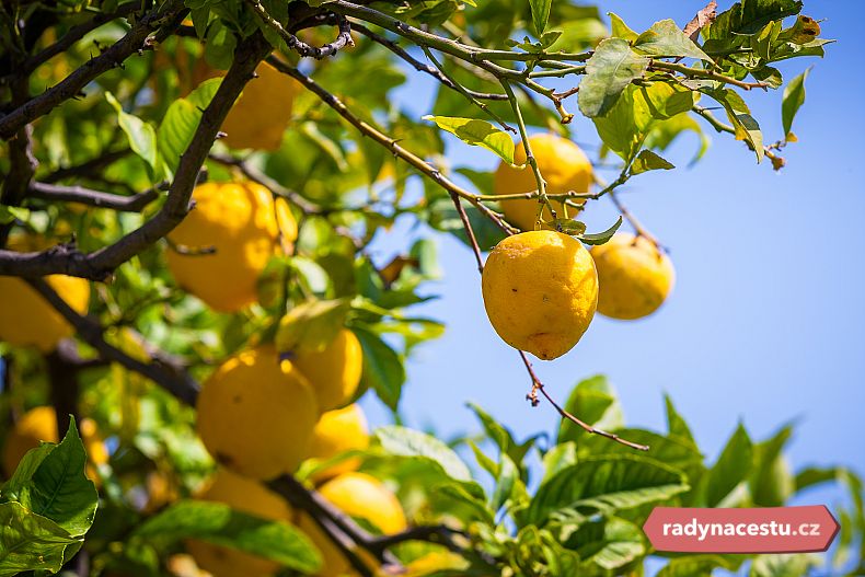 Ze Sicílie pochází více než polovina všech italských citronů