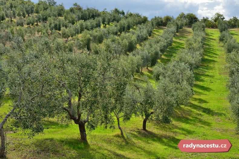 Plantáž s olivovníky