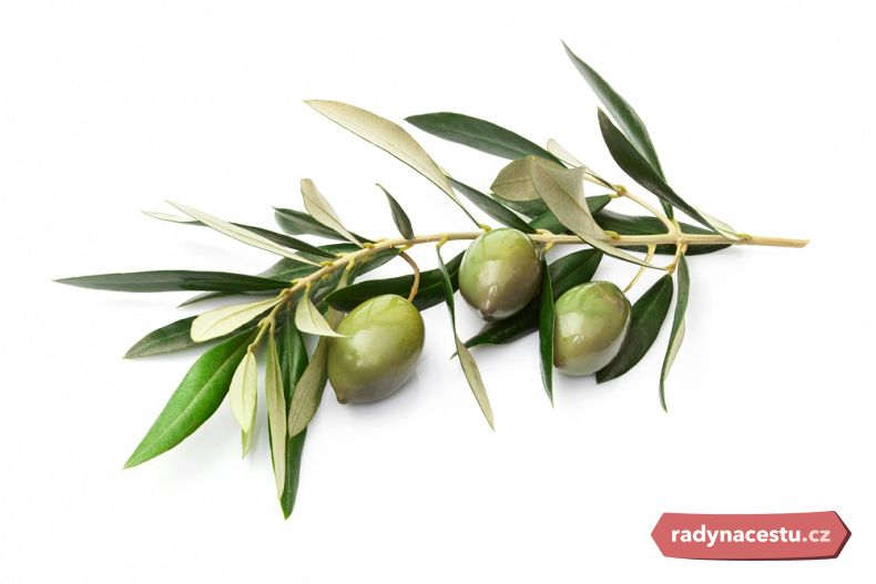 Větvička olivovníku s neodzrálými olivami