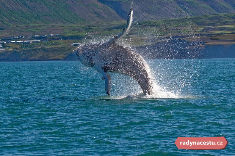 Na Islandu si užijte pozorování velryb