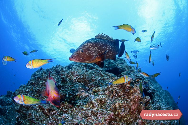 Madeira Aquarium plné nejrůznějších živočichů