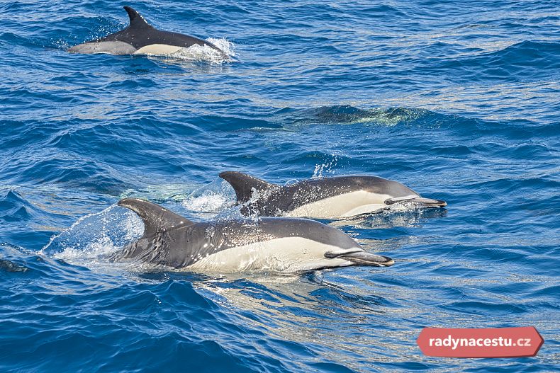 Těšit se můžete na delfíny v oceánu