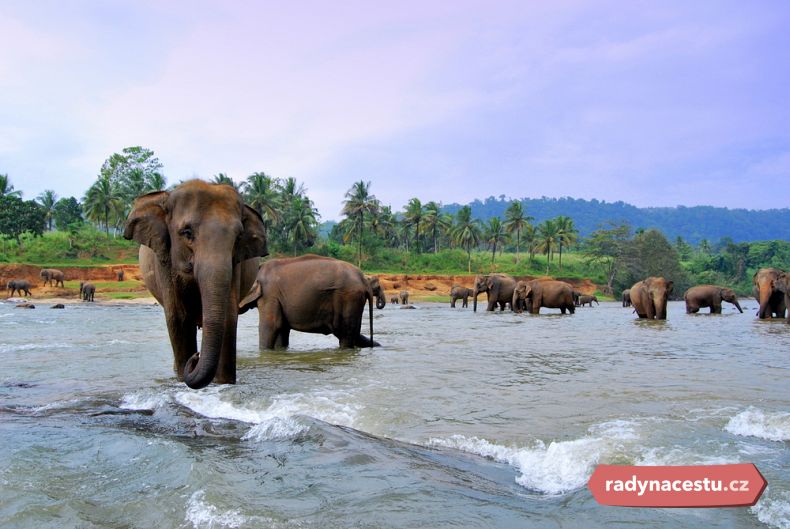 Poznejte krásy a přírodu Srí Lanky