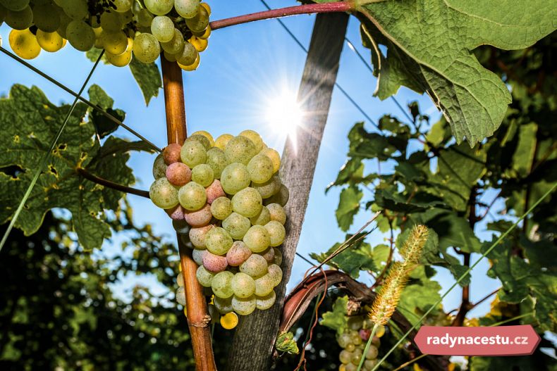Pro pěstování vína mají v Maďarsku ideální podmínky 