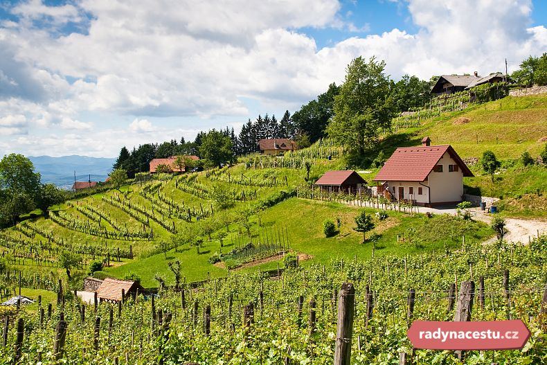 Vinohrady na Slovinsku