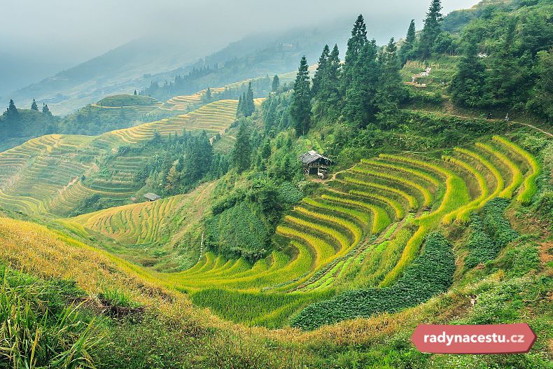 Rýžová pole v centrální Číně