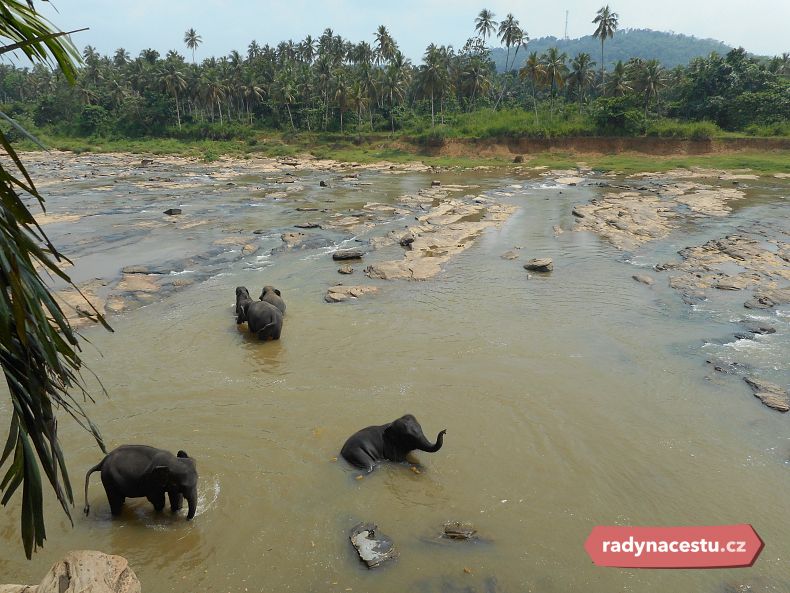 Sloni ve volné přírodě i jako dělníci - i to je Srí Lanka