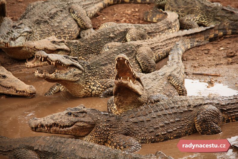 Užijte si den na krokodýlí farmě