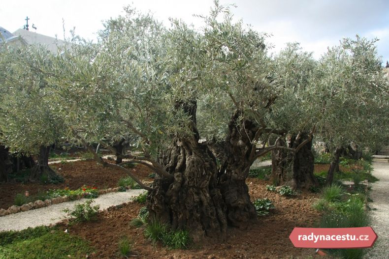 Nejstarší olivovníky v Getsemanské zahradě
