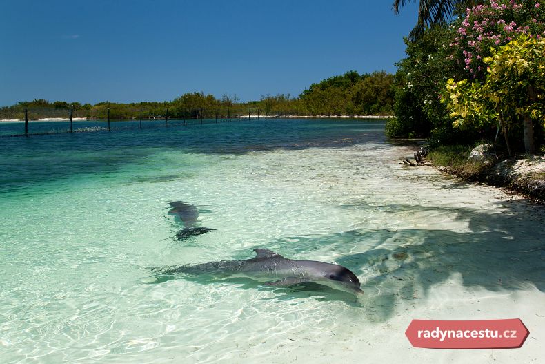 Delfíni na pláži Varadero