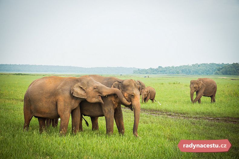 Sloni v národním parku Minneriya