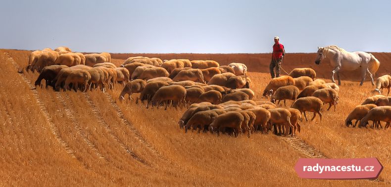Pastevec ovcí v Zamoře
