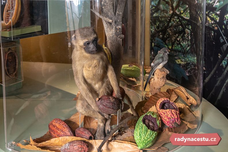 Plody kakaovníku si můžete prohlédnout přímo v muzeu