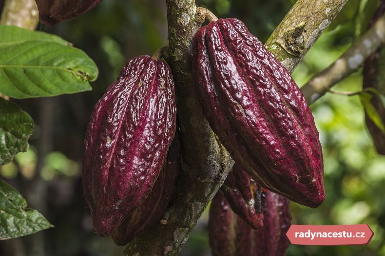 Plody kakaovníku v Peru