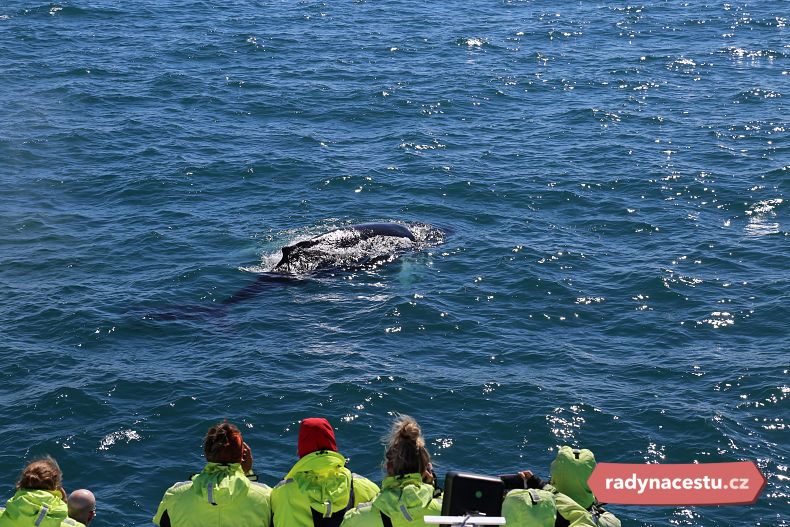 Pozorování velryb ve volné přírodě je nádherný zážitek