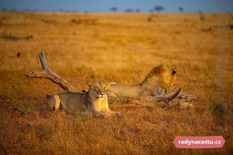 Lvi v NP Masai Mara