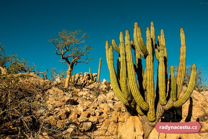 Představa, že Mexiko je jen vyprahlá země s kaktusy, je mylná. I taková místa tu ale jsou.