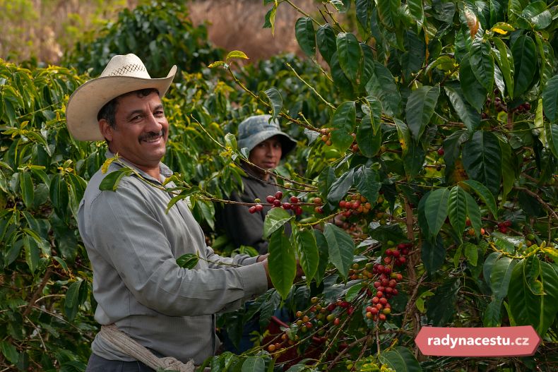 Pěstováním kávy se zabývají všechny generace