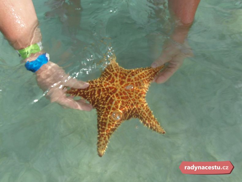 Věděli jste, že na hvězdici můžete sahat, ale nesmíte ji vylovit z vody?